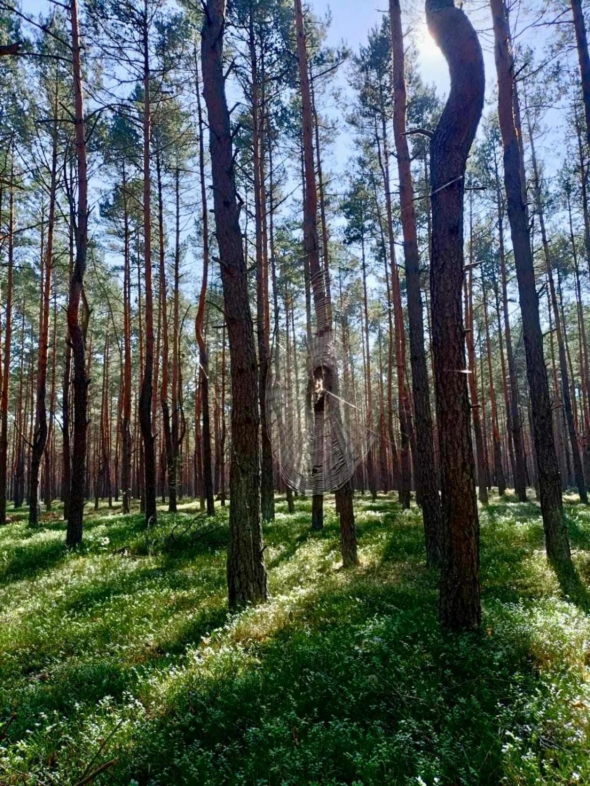 Lesniczowka Villa Rzadza Екстериор снимка